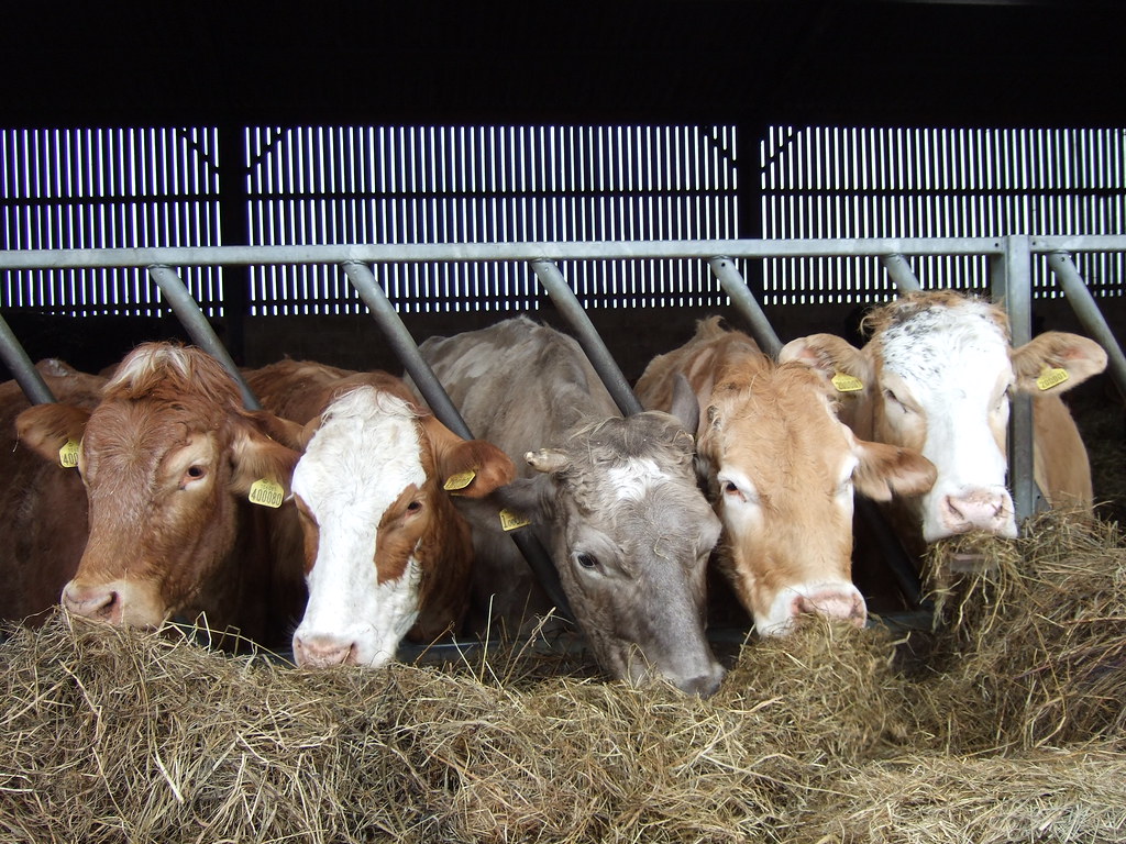 466357722_9b27201602_b